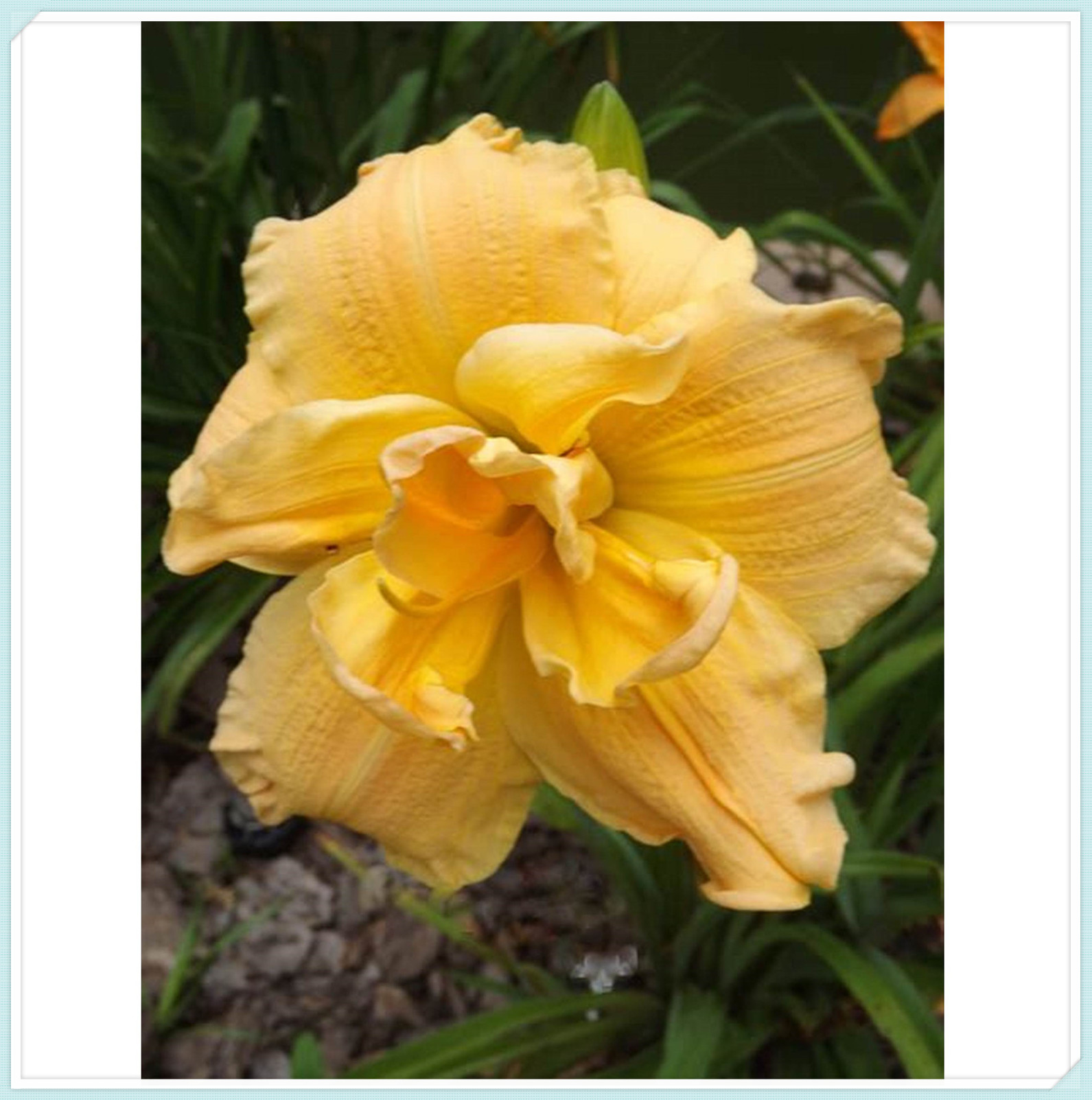 Beautify Daylilies Bulbs For Planting/Daylily plants live/ Long