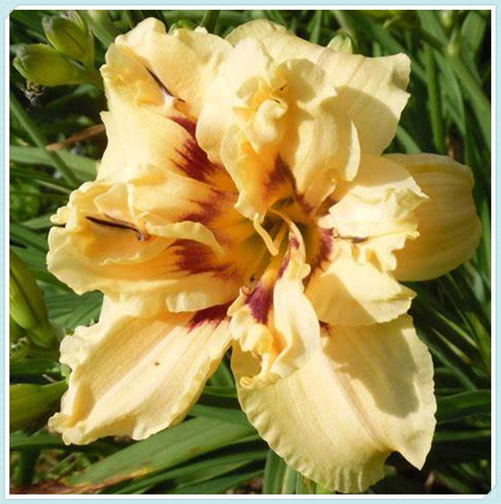 Beautify Daylilies Bulbs For Planting/Daylily plants live/ Long