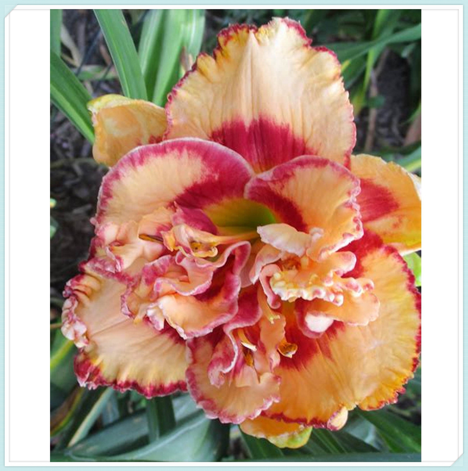 Beautify Daylilies Bulbs For Planting/Daylily plants live/ Long