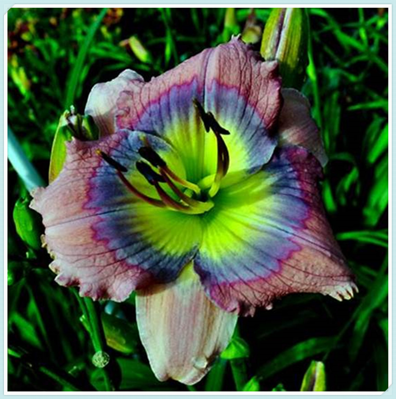 Beautify Daylilies Bulbs For Planting/Daylily plants live/ Long