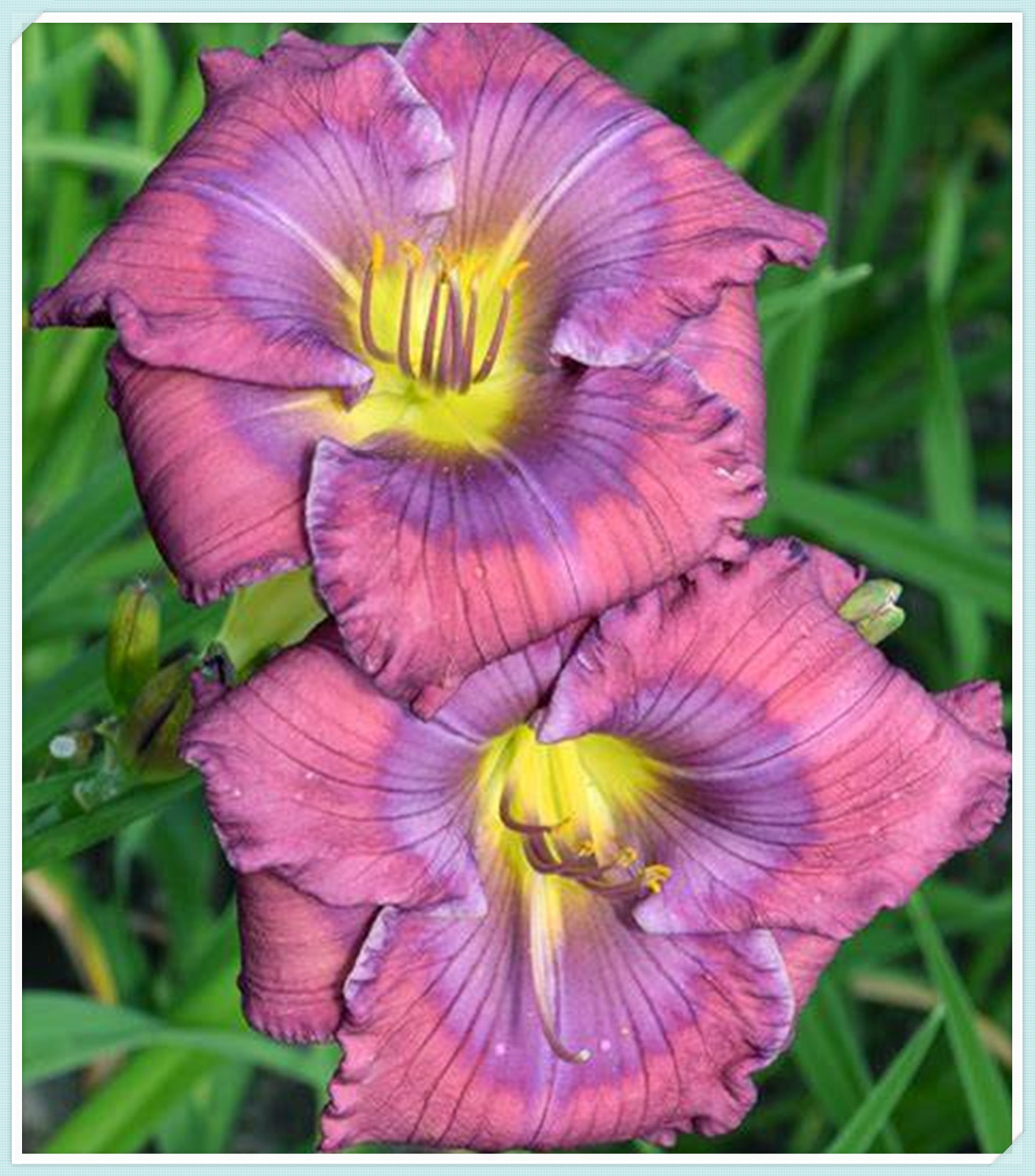 Beautify Daylilies Bulbs For Planting/Daylily plants live/ Long