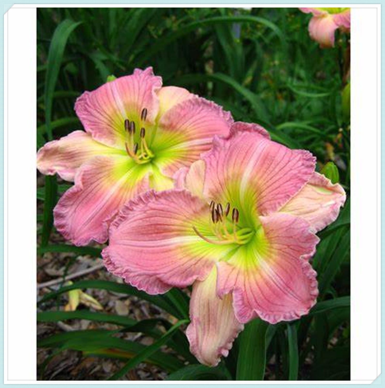 Beautify Daylilies Bulbs For Planting/Daylily plants live/ Long