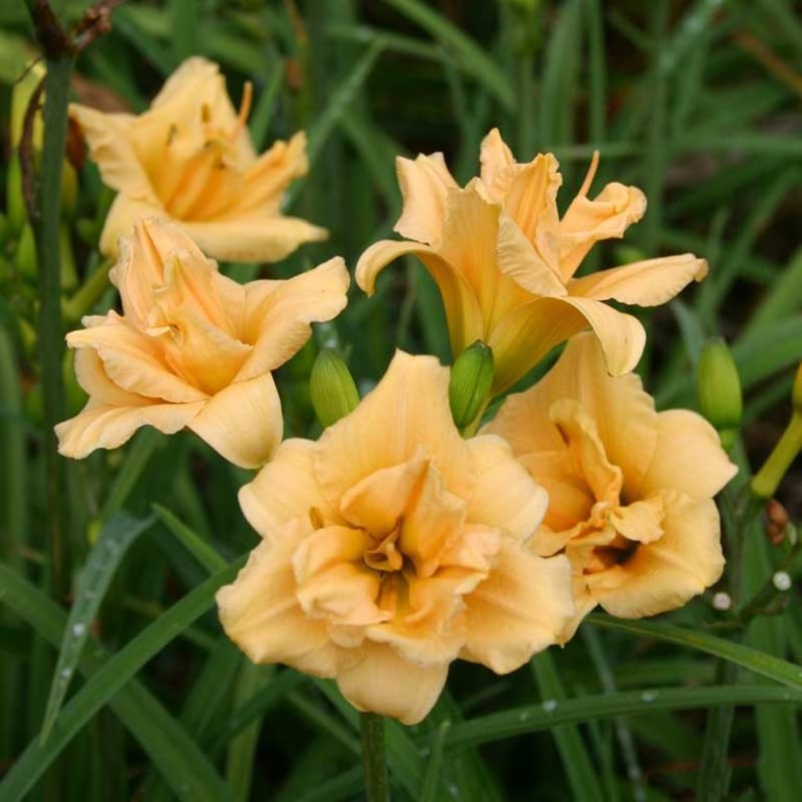 Beautify Daylily Bulbs For Planting/ Daylily Plant/Daylily plants live