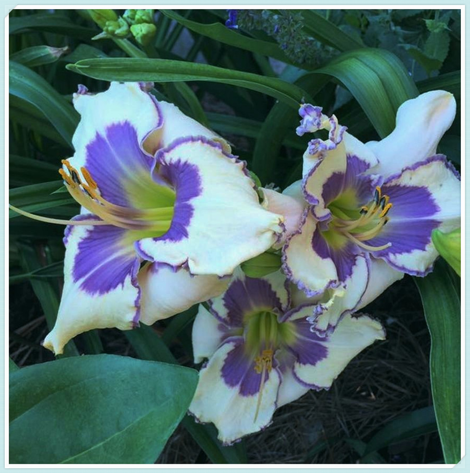 Beautify Daylily Bulbs For Planting/ Daylily Plant/Daylily plants live