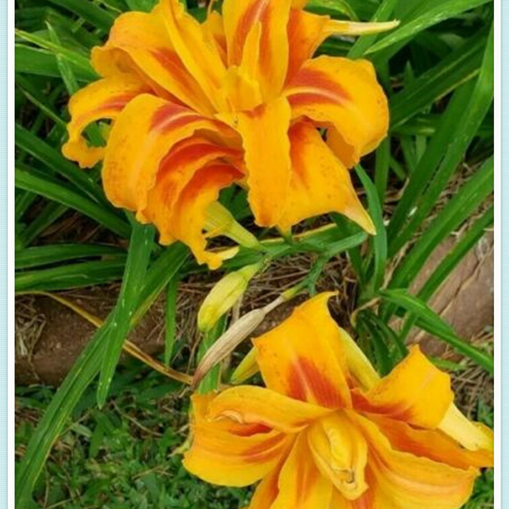 Beautify Daylily Bulbs For Planting/Daylily plants live/ Long Flowering