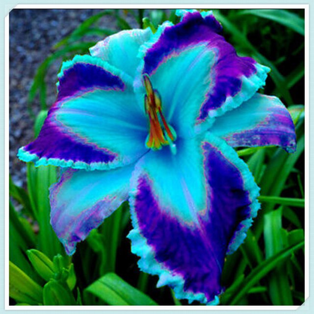 Beautify Daylily Bulbs For Planting/Daylily plants live/ Long Flowering