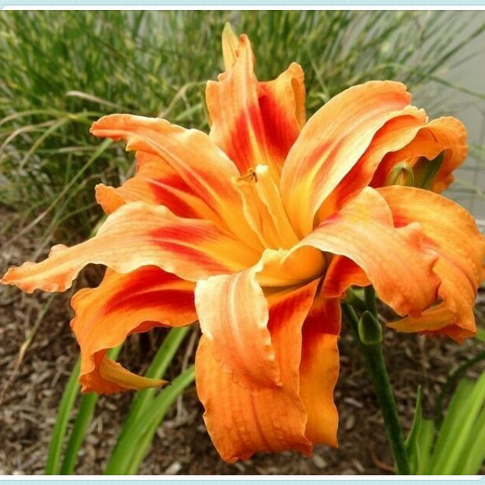 Beautify Daylily Bulbs For Planting/Daylily plants live/ Long Flowering