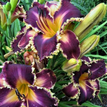 Beautiy environment-Daylily For Planting,Daylilies For Sale,