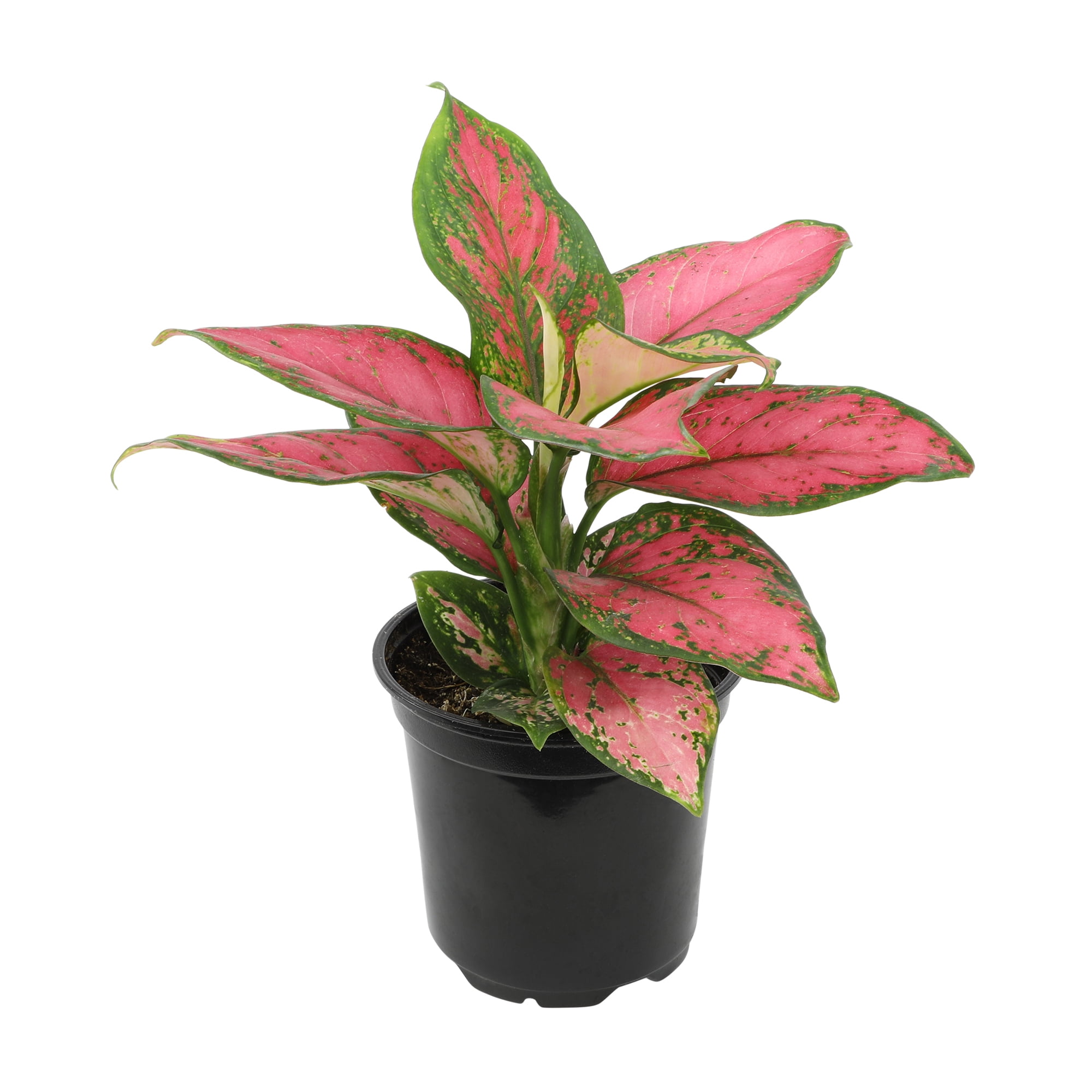 Aglaonema Beauty Pink and Green 18" Indoor Plant in Black Plastic Pot