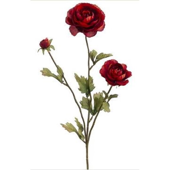 Beauty Ranunculus Spray, 27"