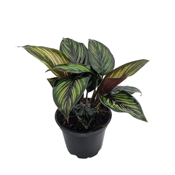 Beauty Star Peacock Plant - Calathea - Easy House Plant - 4" Pot