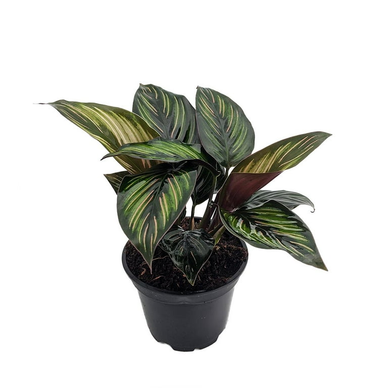Beauty Star Peacock Plant - Calathea - Easy House Plant - 4 Beauty Star Peacock Plant - Calathea - Easy House Plant - 4