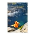thumbnail image 1 of Beauty by the Waters - Iwate Japan Photography Flowers Floral Nature Botanical Summer Scenic Garden Unframed Wall Art Print 16 x 24 inches, 1 of 60