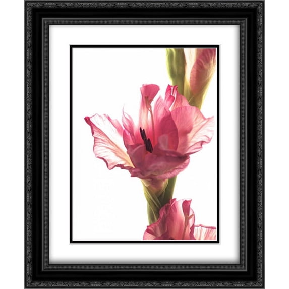 Beauty in the Bloom II 2x Matted 20x24 Black Ornate Framed Art Print by Burkhart, Monika