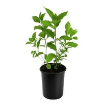 Beautyberry | 1 Large Gallon Size Plant | Callicarpa Americana, Fast-Growing Shrub, Vibrant Purple Berries, Attracts Birds, Ornamental Foliage, Low Maintenance, Perfect for Gardens