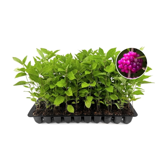 Beautyberry | 3 Live Plants | Callicarpa Americana, Fast-Growing Shrub, Vibrant Purple Berries, Attracts Birds, Ornamental Foliage, Low Maintenance, Perfect for Gardens