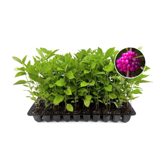 Beautyberry | 40 Live Plants | Callicarpa Americana, Fast-Growing Shrub, Vibrant Purple Berries, Attracts Birds, Ornamental Foliage, Low Maintenance, Perfect for Gardens