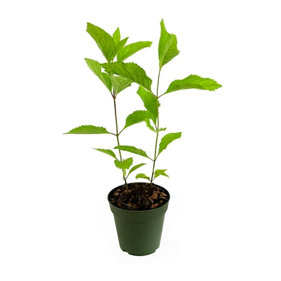 Beautyberry | 5 Live 4 Inch Plants | Callicarpa Americana, Fast-Growing Shrub, Vibrant Purple Berries, Attracts Birds, Ornamental Foliage, Low Maintenance, Perfect for Gardens