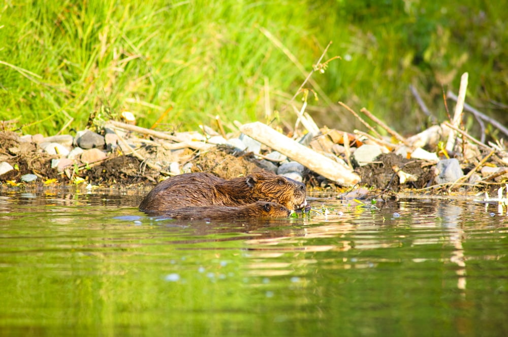 A Beaver And Baby Feed Near Their Dam In Jack Creek Off Nabesna Road Wrangell Saint Elias National Park Southcentral AlaskaNsummer Canvas Art - Michael Jones Design Pics (17 x 11)