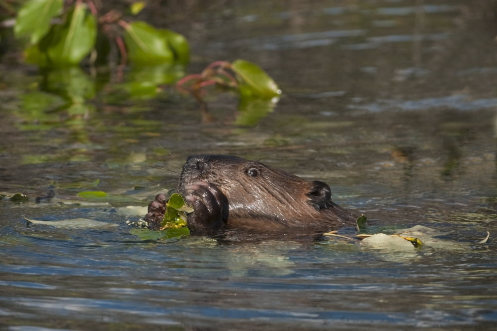 Beaver Eats Willow Leaves In A Pond Denali National Park Interior Alaska Summer Canvas Art - Ron Sanford Design Pics (17 x 11)