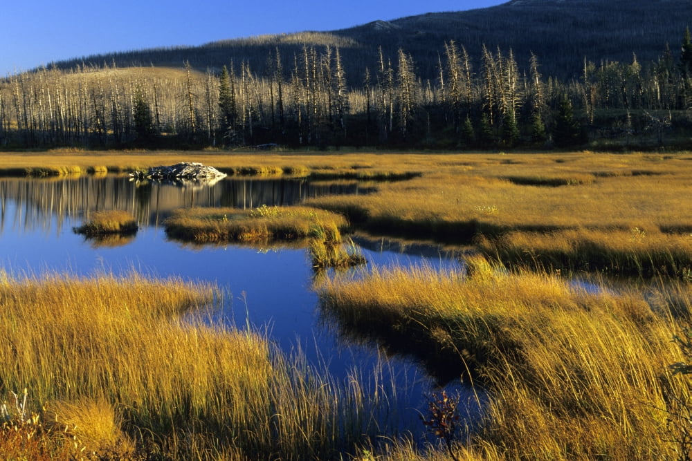 Beaver Pond Waterton Lakes National Park Alberta Canvas Art - John Sylvester Design Pics (17 x 11)