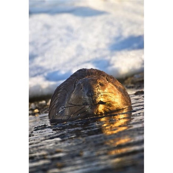 Beaver Swimming In Water with A Branch In Its Mouth In Early Spring In Elk Island National Park - Alberta, Canada Poster Print, 12 x 19