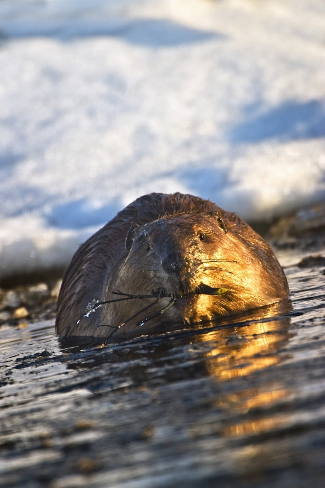 Beaver Swimming In Water With A Branch In Its Mouth In Early Spring In Elk Island National Park Alberta Canada Canvas Art - Richard Wear Design Pics (12 x 19)