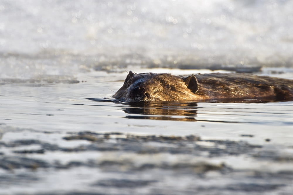 Beaver Swimming In The Water In Early Spring With Snow In The Background At Elk Island National Park Alberta Canada Canvas Art - Richard Wear Design Pics (19 x 12)