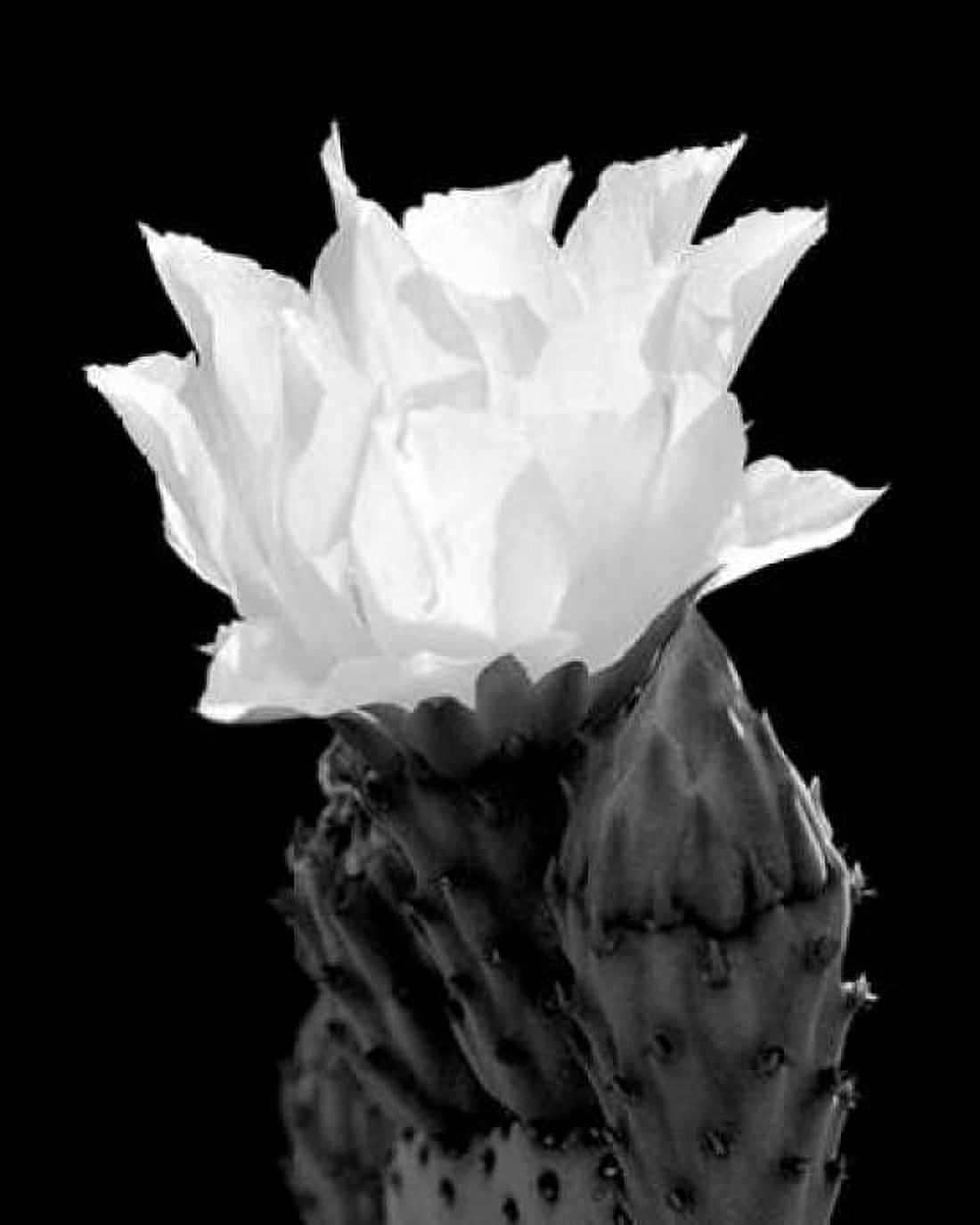Beaver Tail Cactus Flower BW Canvas Art - Douglas Taylor (24 x 30)
