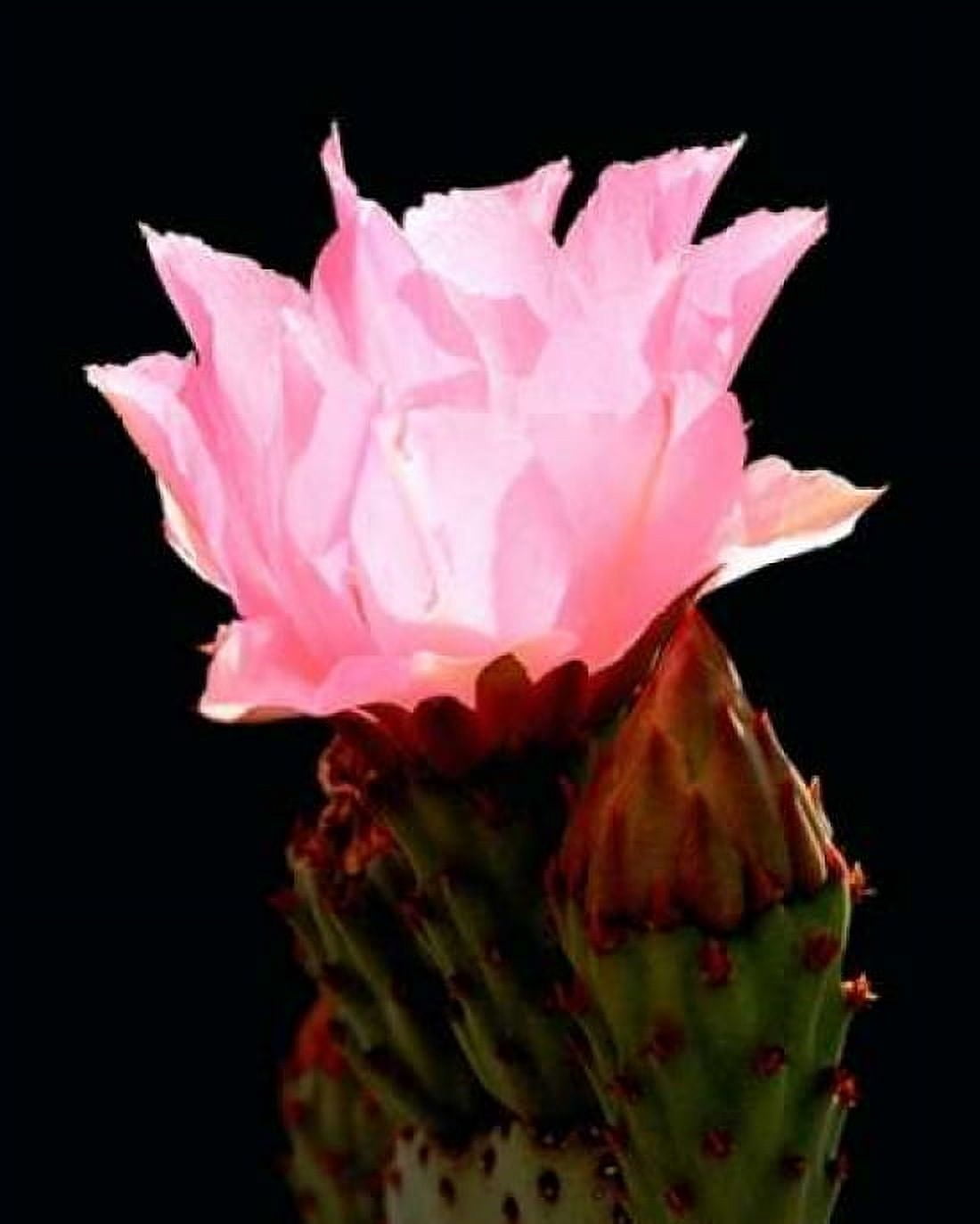 Beaver Tail Cactus Flower Canvas Art - Douglas Taylor (24 x 30)