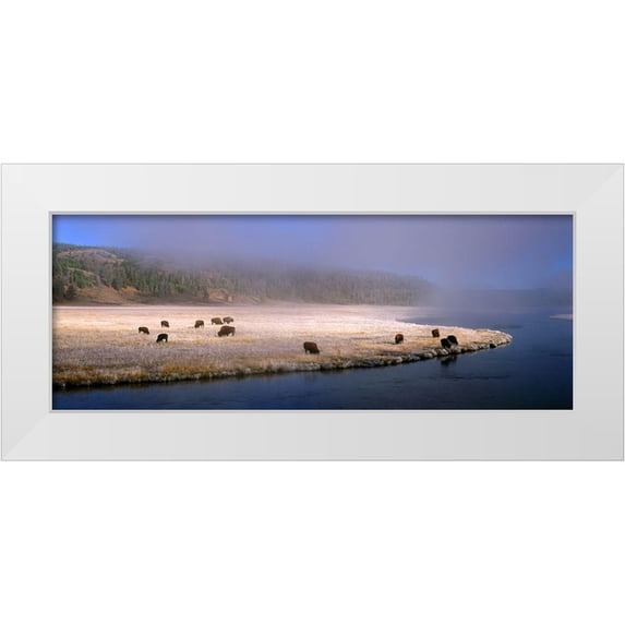 Becia, Jim 32x15 White Modern Wood Framed Museum Art Print Titled - Bison Along the Firehole