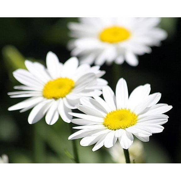 Becky Shasta Daisy - Leucanthemum - 2003 Plant of the Year - Quart Pot