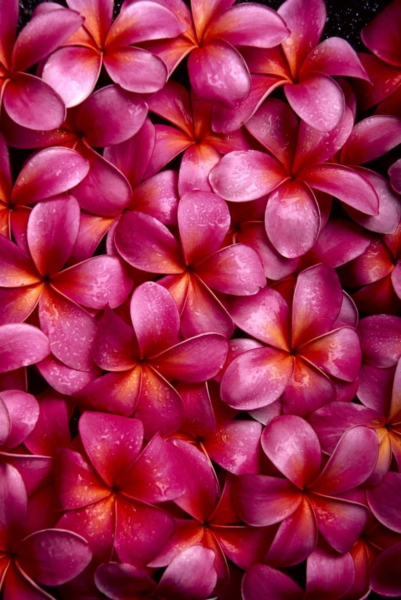 Bed Of Dark Pink Plumeria Blossoms Overlapping A23A Canvas Art - Tomas del Amo Design Pics (24 x 38)
