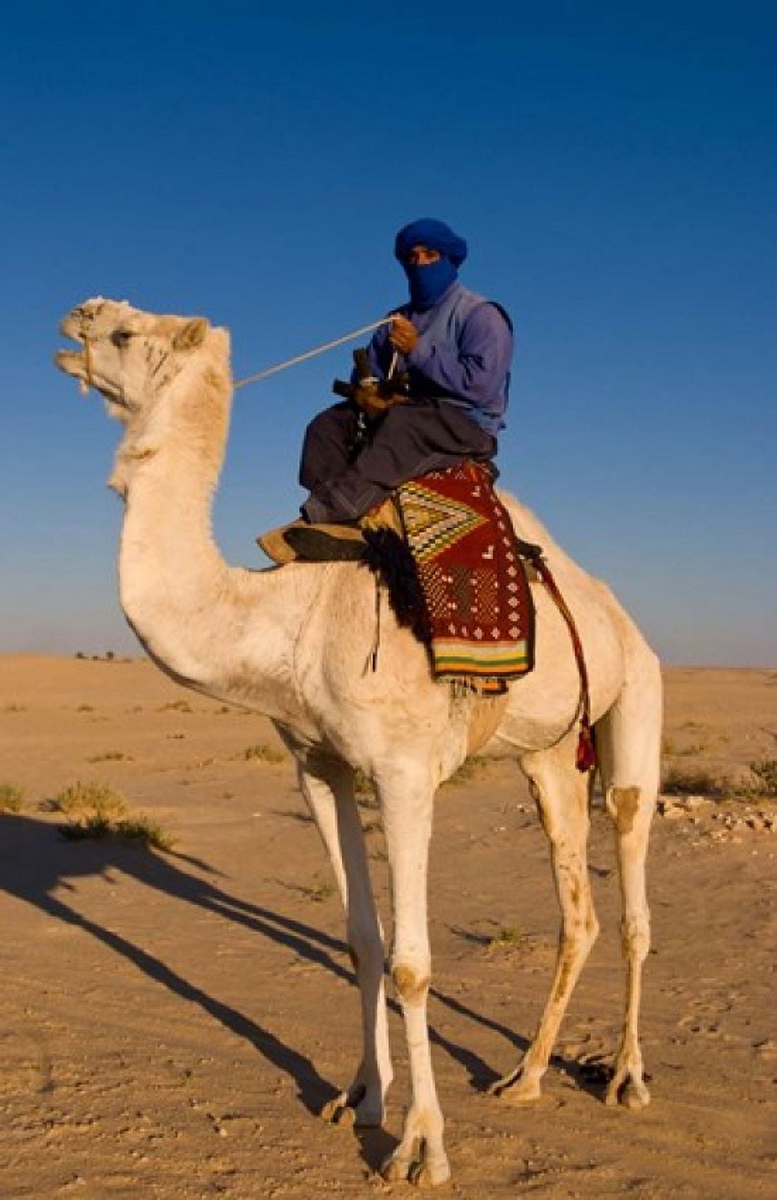 Bedouin man on camel Douz Sahara Tunisia Africa Canvas Art - Bill Bachmann DanitaDelimont (22 x 34)