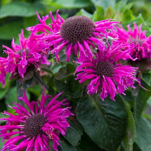 Bee Balm 'Bee Free' Monarda Plants in Separate 4 inch containers- Daylily Nursery…one plant per pot