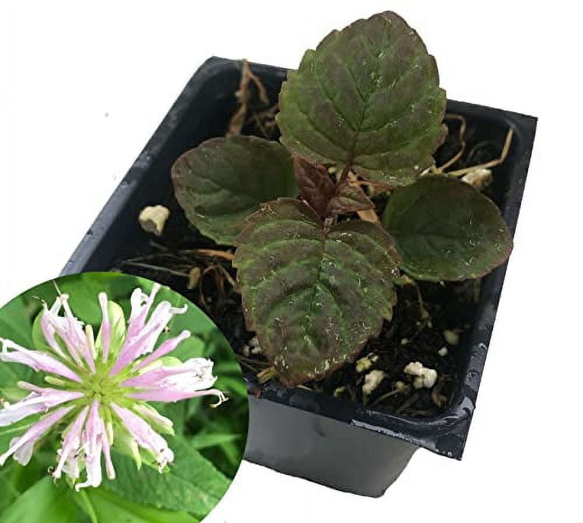Bee Balm (Monarda fistulosa) Live Plant in 2.5-inch Pot- Wild Bergamot, Organic Native Pollinator Plant by Smoke Camp Crafts