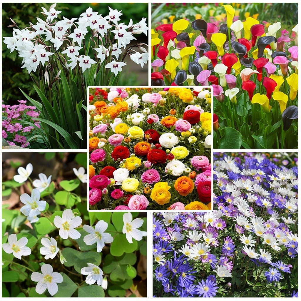TOUCH OF ECO Bee & Butterfly Blooming Collection - 100 Bulbs Featuring 5 Varieties of Pink, Yellow, Red, White Flowers- Attracts Pollinators to the Garden