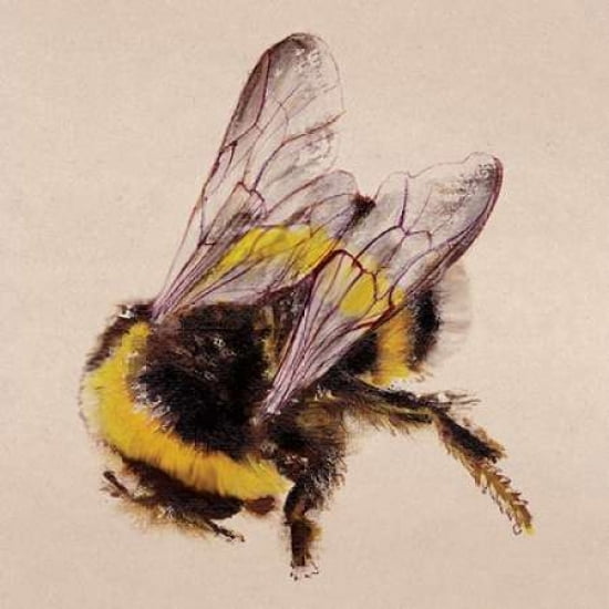 Bee Canvas Art - Lily Greenwood (24 x 24)