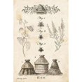 thumbnail image 1 of Bee Chart II Poster Print by Gwendolyn Babbitt, 1 of 2