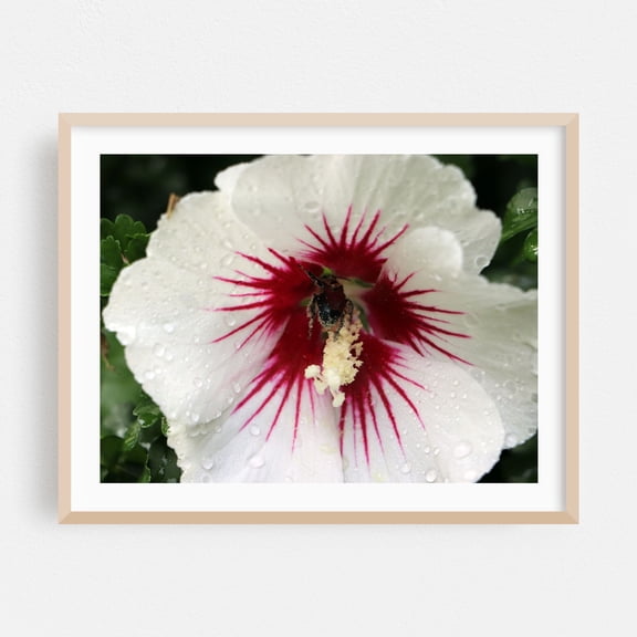 Bee Collecting Pollen from a Rose of Sharon - Marshall Michigan Photography Floral Flowers Insect Nature Garden Botanical Wildlife Oak Framed Wall Art Print 16 x 20 inches