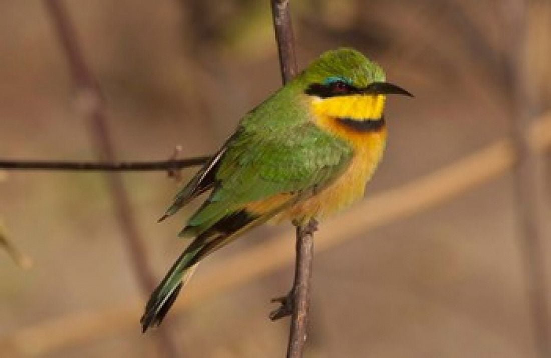 Bee Eater Botswana Canvas Art - Jan & Stoney Edwards DanitaDelimont (28 x 18)