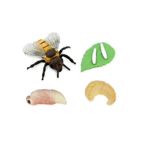 Bee, Life Cycle of a Bee, 4 Stages, Museum Quality, Hand Painted, Rubber Insect, Figure, Model, Realistic, Educational, Gift, 3" CH482 BB150