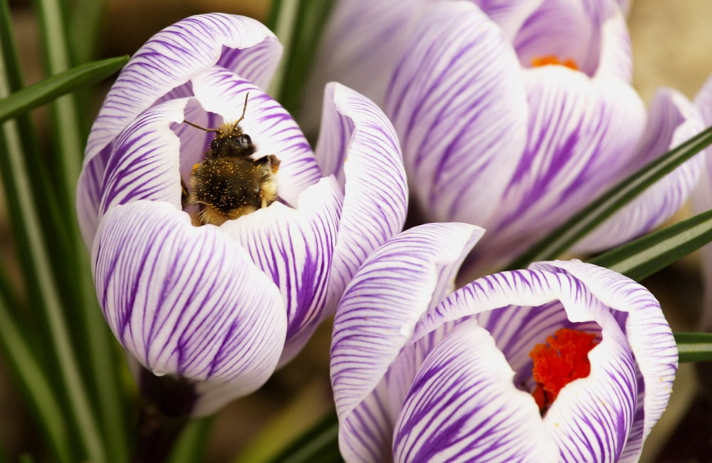 Bee On Crocus Canvas Art - Raven Regan Design Pics (34 x 22)