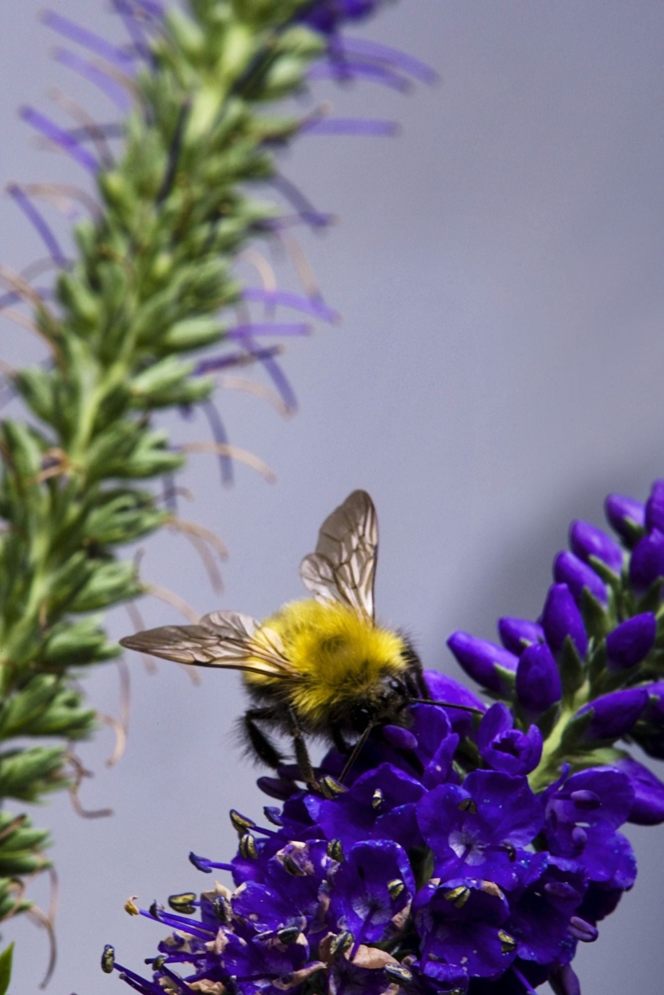 Bee On Purple Flowers Canvas Art - Richard Wear Design Pics (24 x 36)
