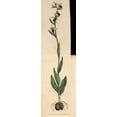 thumbnail image 1 of Bee Ophrys Or Bee Orchis, Ophrys Apifera Poster Print By ® Florilegius Mary Evans (18 X 24), 1 of 1