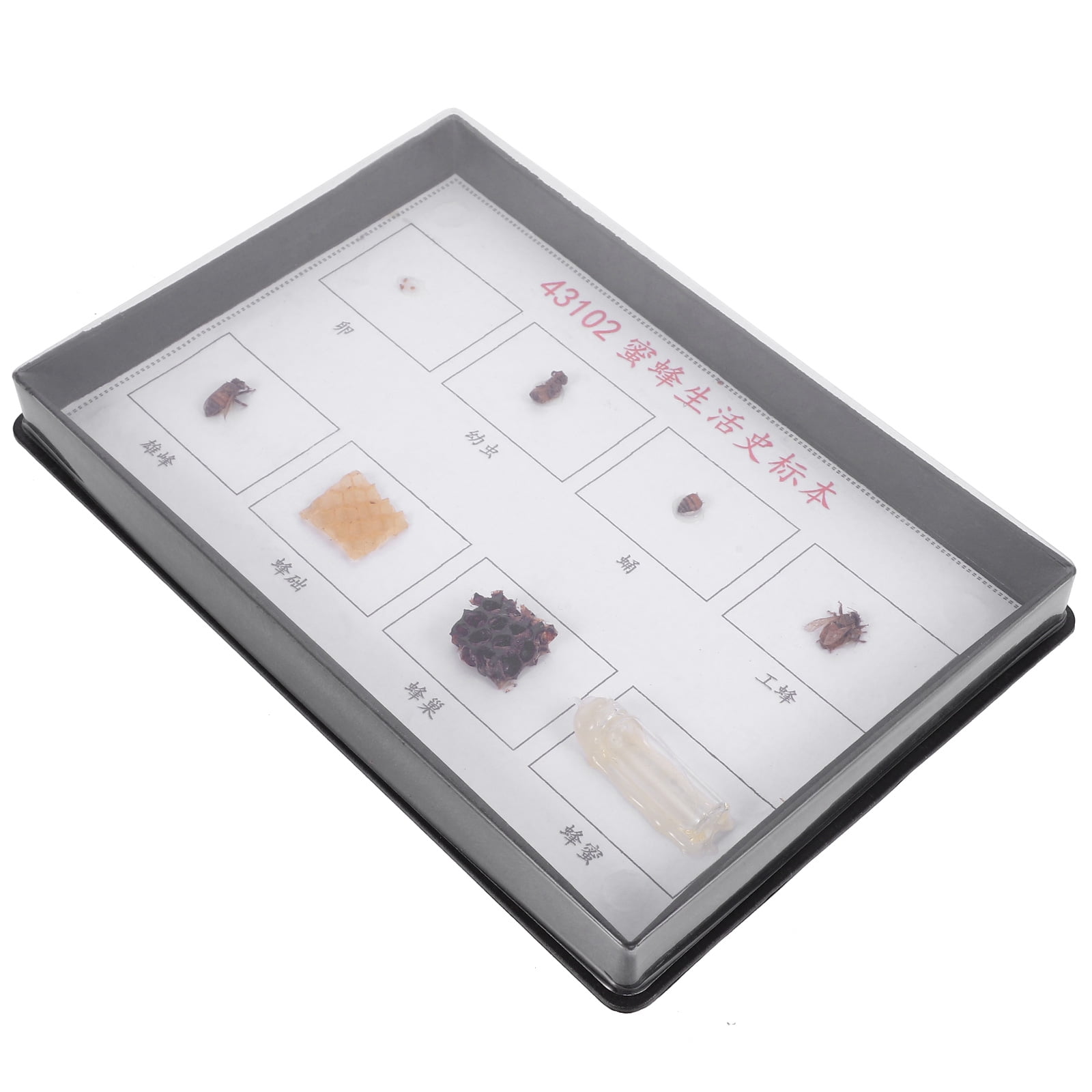 Bee Specimen Biological Experiment Specimens for Primary and Secondary