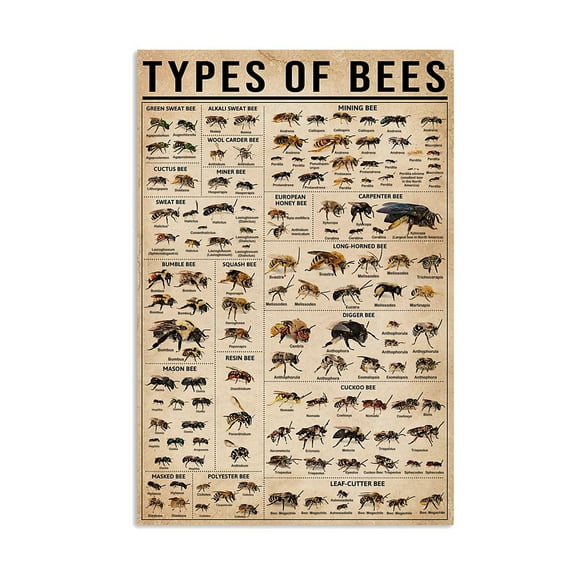 Bee Types Vertical Poster, Types Of Bee Poster, Knowledge Poster, Bee Lover, Honey Bee Lover,Living room wall decoration, frameless 20X30 inches