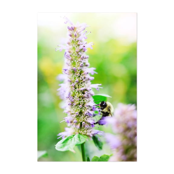 Bee on Flower 01 - Manhattan New York Photography Nature Floral Insect Wildlife Botanical Garden Summer Unframed Wall Art Print 32 x 48 inches
