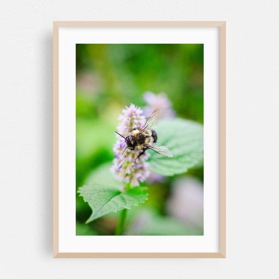 Bee on Flower 02 - Manhattan New York Photography Insect Nature Wildlife Botanical Floral Garden Animal Oak Framed Wall Art Print 20 x 30 inches