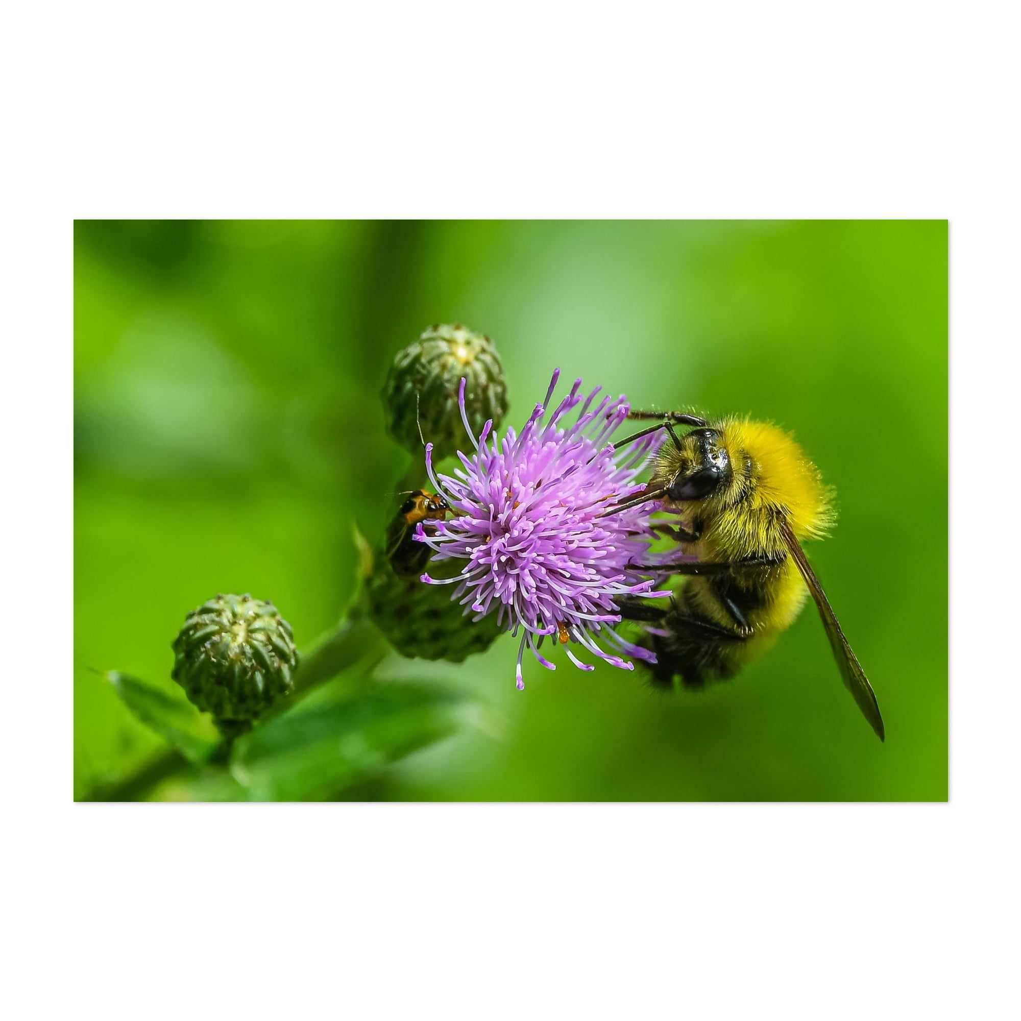 Bee on Thistle - Pennsylvania Photography Insect Wildlife Nature Floral ...